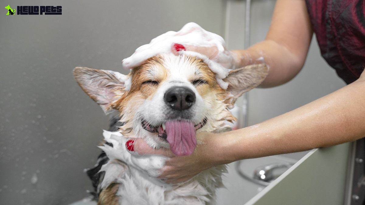 Dog-Bathe-1