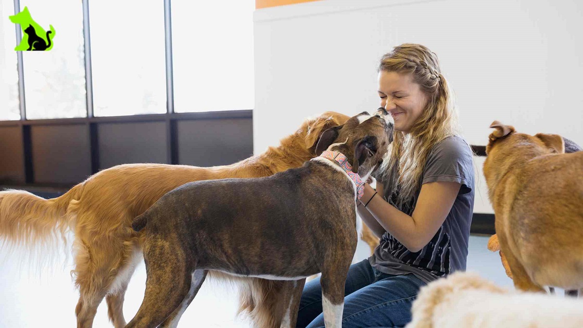 Dog-Boarding-Facility