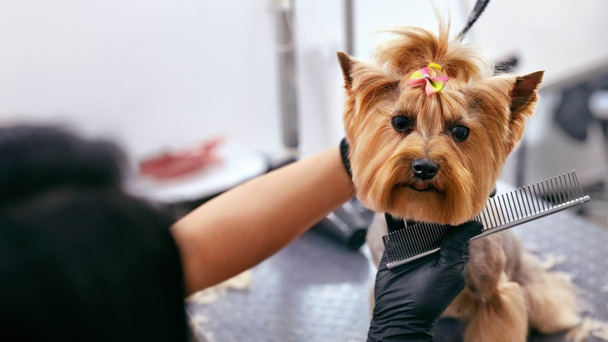 Pet-Grooming-Services