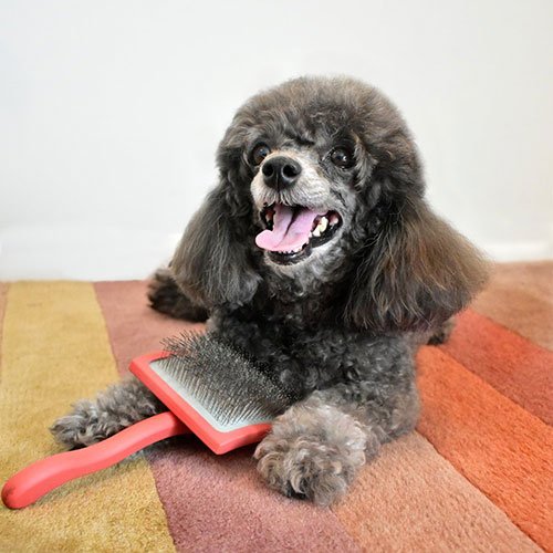 Mobile-Pet-Grooming-Service-by-Chewbarka-Grooming